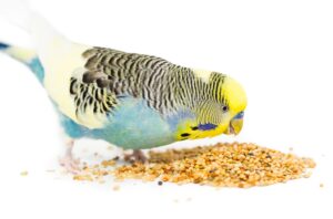 Basic Seed Mix