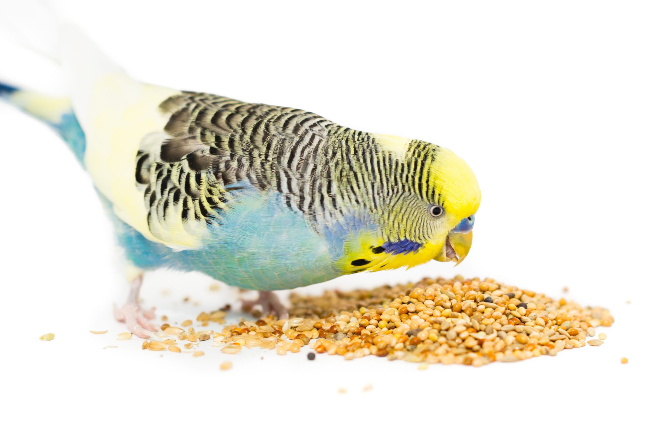 Nutrition