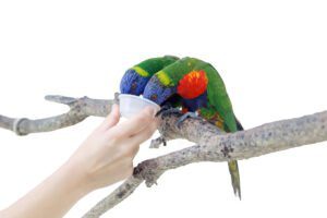 Bird Accessories