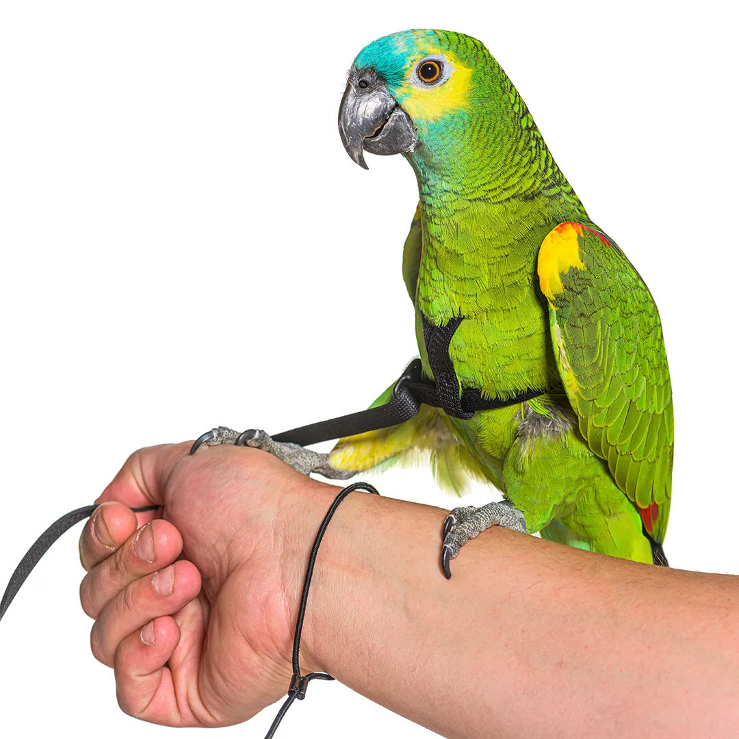 Parrot Harness Breeders Secret