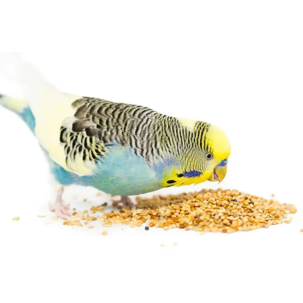 Bird Nutrition